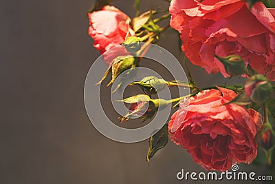Red rose with strong contrast and water drops on a black background Stock Photo