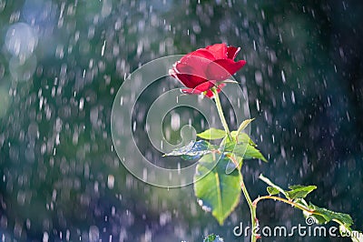 Red Rose in the summer rain Stock Photo