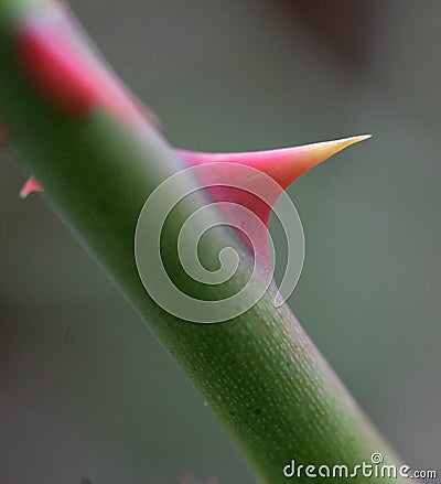 Red Rose Thorn Stock Photo