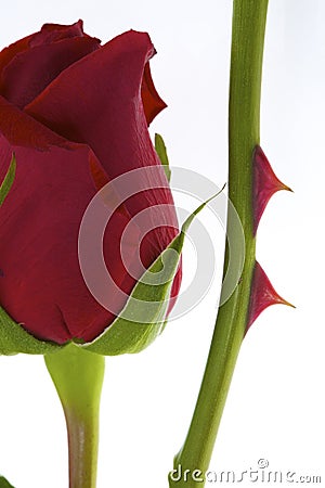 Red Rose with thorn Stock Photo