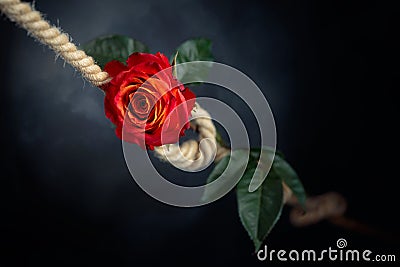 Red rose is tied with a rough rope. The concept of slavery or hostage, restriction of freedom Stock Photo