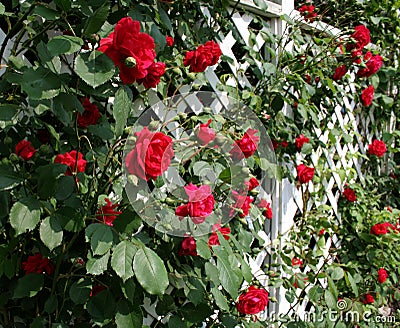 Red Rose Trellis Stock Photo