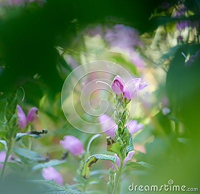 Red or rose turtlehead growing in a garden outdoors. e trunk. Pink flowers blossoming, blooming and flowering in a Stock Photo