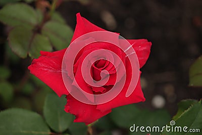 Red Rose type named pride of England in close-Up isolated from a rosarium in Boskoop the Netherlands. Stock Photo