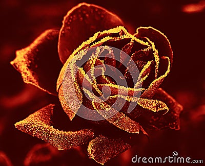 Red Rose under hoar-frost Stock Photo