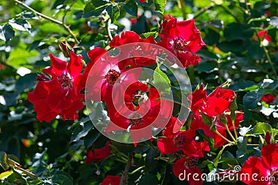 Red Rose variety Rote Max Graf flowering in a garden Stock Photo