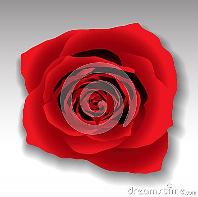 Red rose Cartoon Illustration