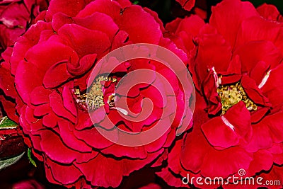 red rose velvet macro close-up Stock Photo