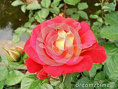 Red rose with wasp Stock Photo