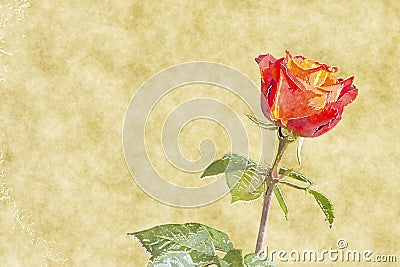 Red rose water color Stock Photo