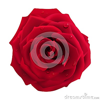 Red Rose with Water Drops Vector Illustration