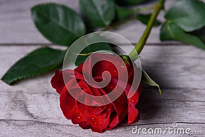 Red rose with water drops on a wooden table close-up. Stock Photo