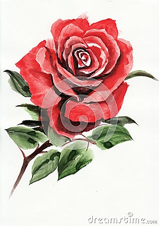 Red Rose Watercolor Painting Stock Illustration - Image: 66212275