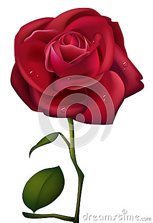 Red Rose and waterdrop Stock Photo