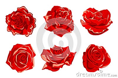 Red rose Vector Illustration
