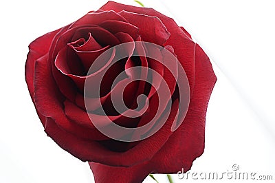 Red rose on white background Stock Photo