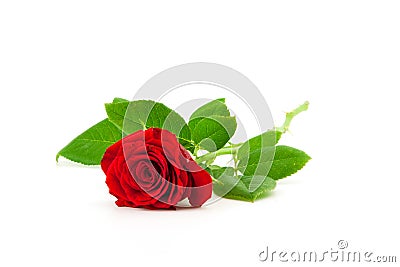 Red rose on a white background Stock Photo