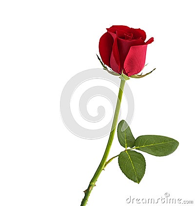 Red rose on white background Stock Photo