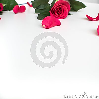 Red rose on a white table with red petals. Stock Photo