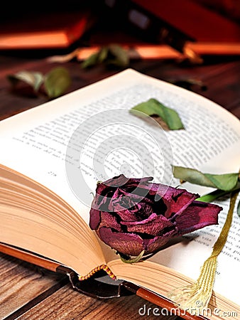 Red rose wilted through the pages of an old book yellowed by tim Stock Photo