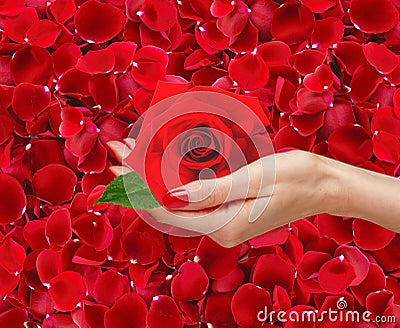Red rose in woman hand over beautiful red rose petals Stock Photo
