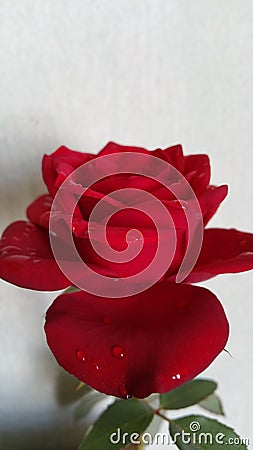 Red rose Stock Photo