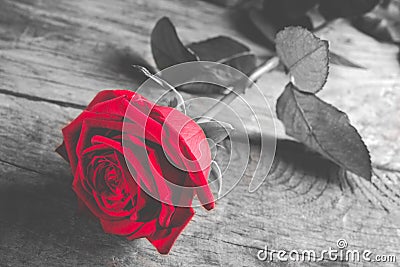 Red rose on wood - black and white with single flower colored Stock Photo