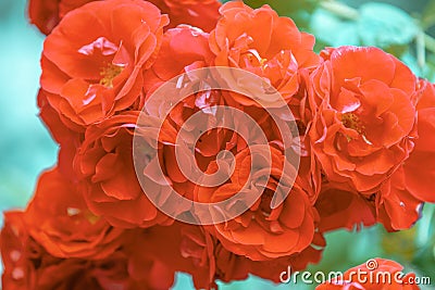 Red rosebush in the garden Stock Photo