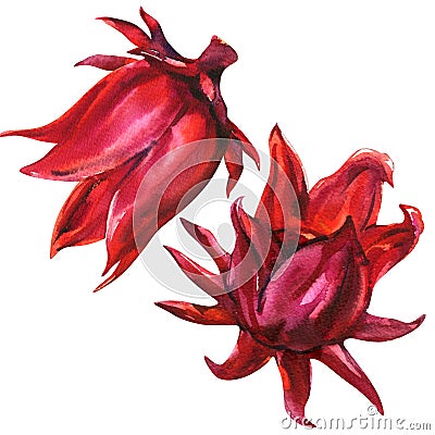 Red roselle, hibiscus sabdariffa, fruit flower, plant, isolated, watercolor illustration on white Cartoon Illustration