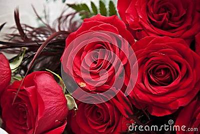 Red roses Stock Photo