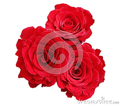 Red roses Stock Photo