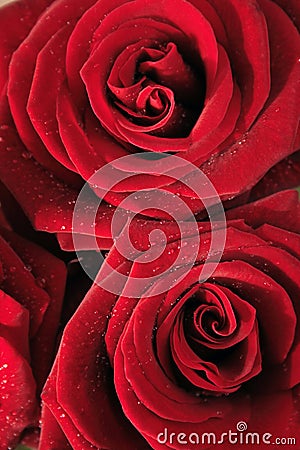 Red Roses Stock Photo