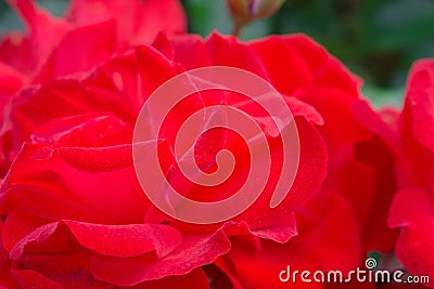 Red roses background Stock Photo