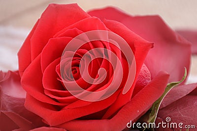 Red Roses Stock Photo