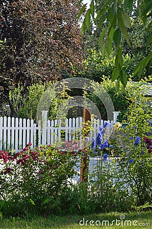 Red Roses Blue Delphinium garden bed white picket fence Stock Photo