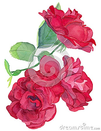 Watercolour Bouquet of Red Roses Stock Photo