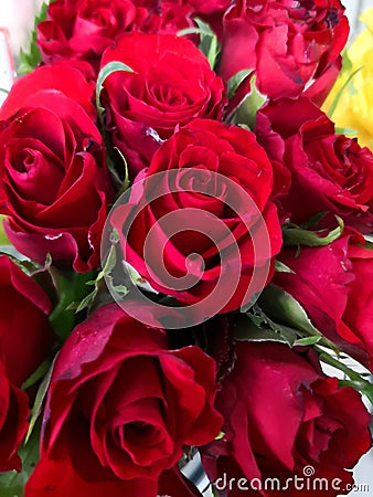 Red roses Stock Photo