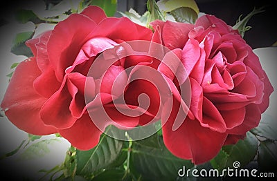 Red roses Stock Photo