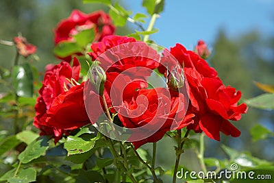 Red roses bush Stock Photo