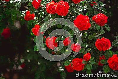 Red roses bush. Floristics and gardening concept. Space for text. Stock Photo