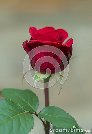 Red Roses on a bush in a garden. Russia. Stock Photo