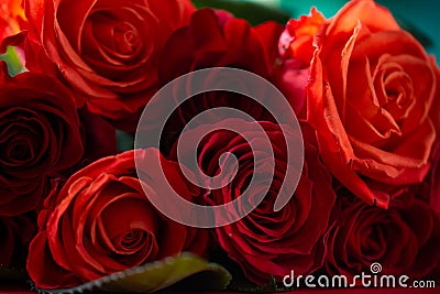 Red roses close up, love and romantic gift. Holiday Stock Photo