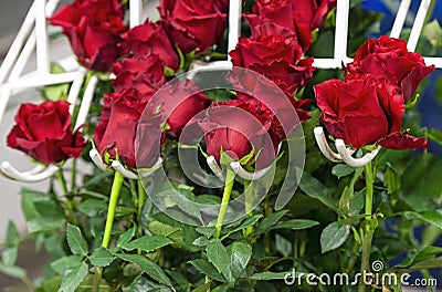 Red Roses in Production Line, Ecuador Stock Photo