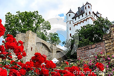 Red roses in Eltville am Rhein, Germany Stock Photo