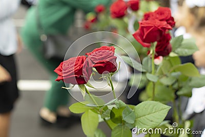 Red roses at festival. Flowers for teacher. Schoolboy holding roses. Stock Photo