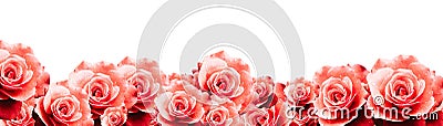 Red roses floral border frame background with wet red pink white roses flowers closeup pattern border panorama. Stock Photo