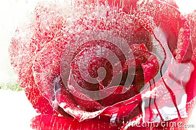 Red roses frozen in ice Isolate on white background,frozen flor Stock Photo