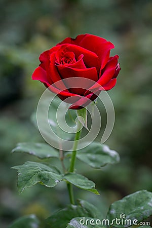 Red Roses With Green Blurry Background.. Just Say With Flower and Bright Your Day. Stock Photo