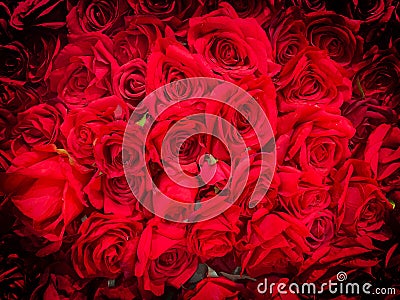 Red roses Stock Photo