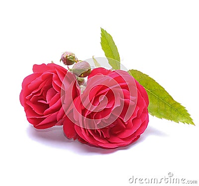 Red roses Stock Photo